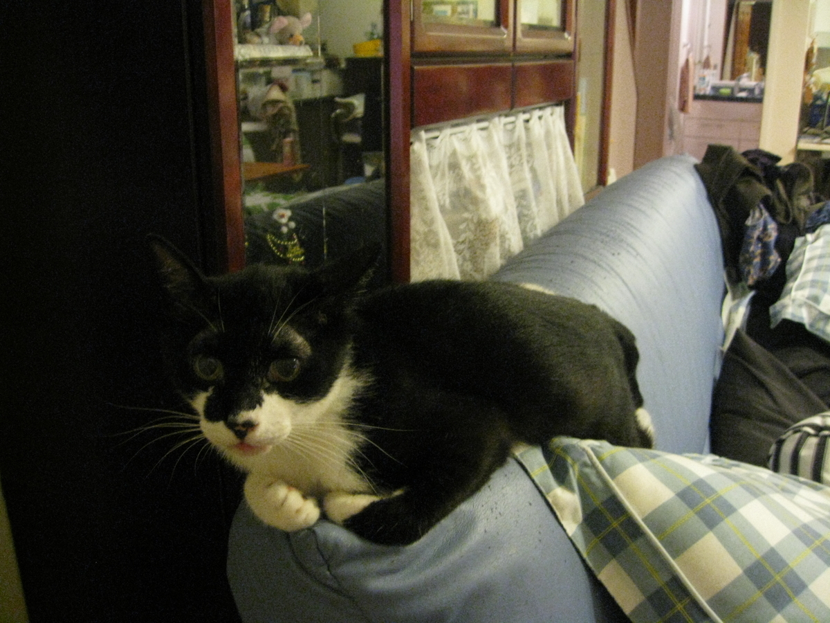 f:id:happynyanko1:20201009001209j:plain