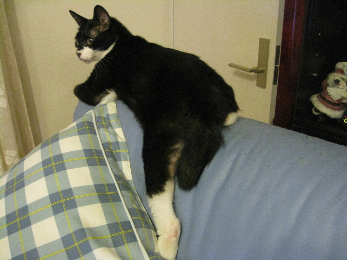 f:id:happynyanko1:20201009001241j:plain