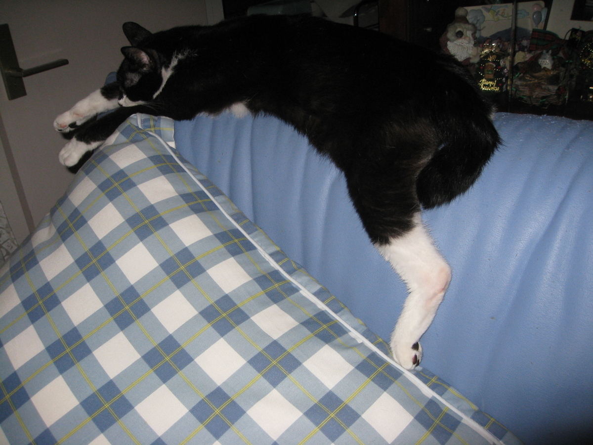 f:id:happynyanko1:20201009002011j:plain