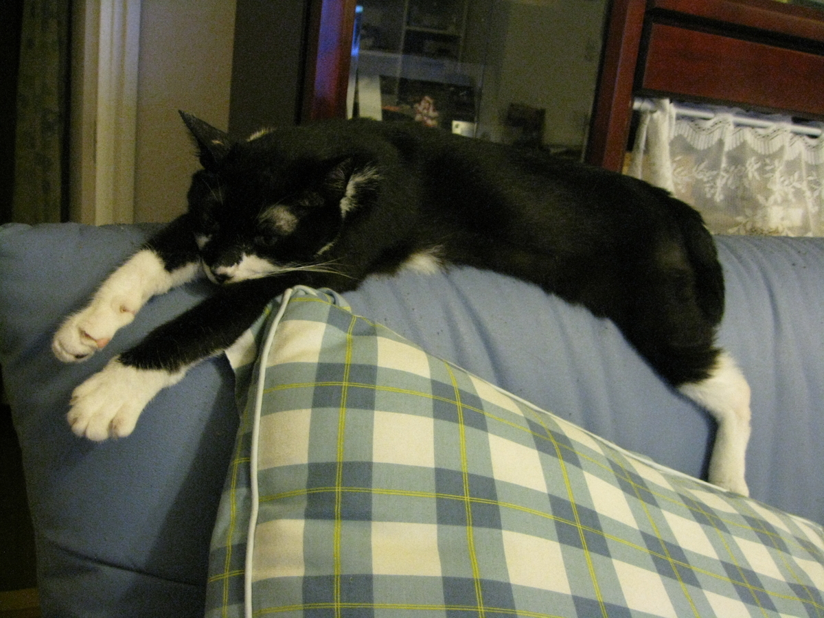 f:id:happynyanko1:20201009002032j:plain