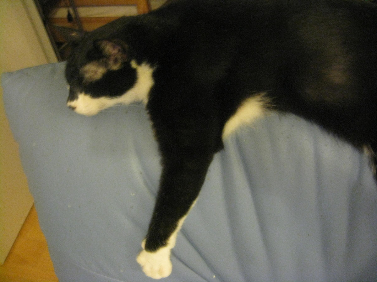 f:id:happynyanko1:20201009163137j:plain