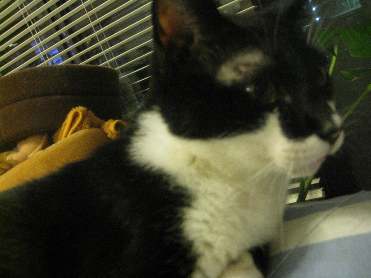 f:id:happynyanko1:20201009163157j:plain