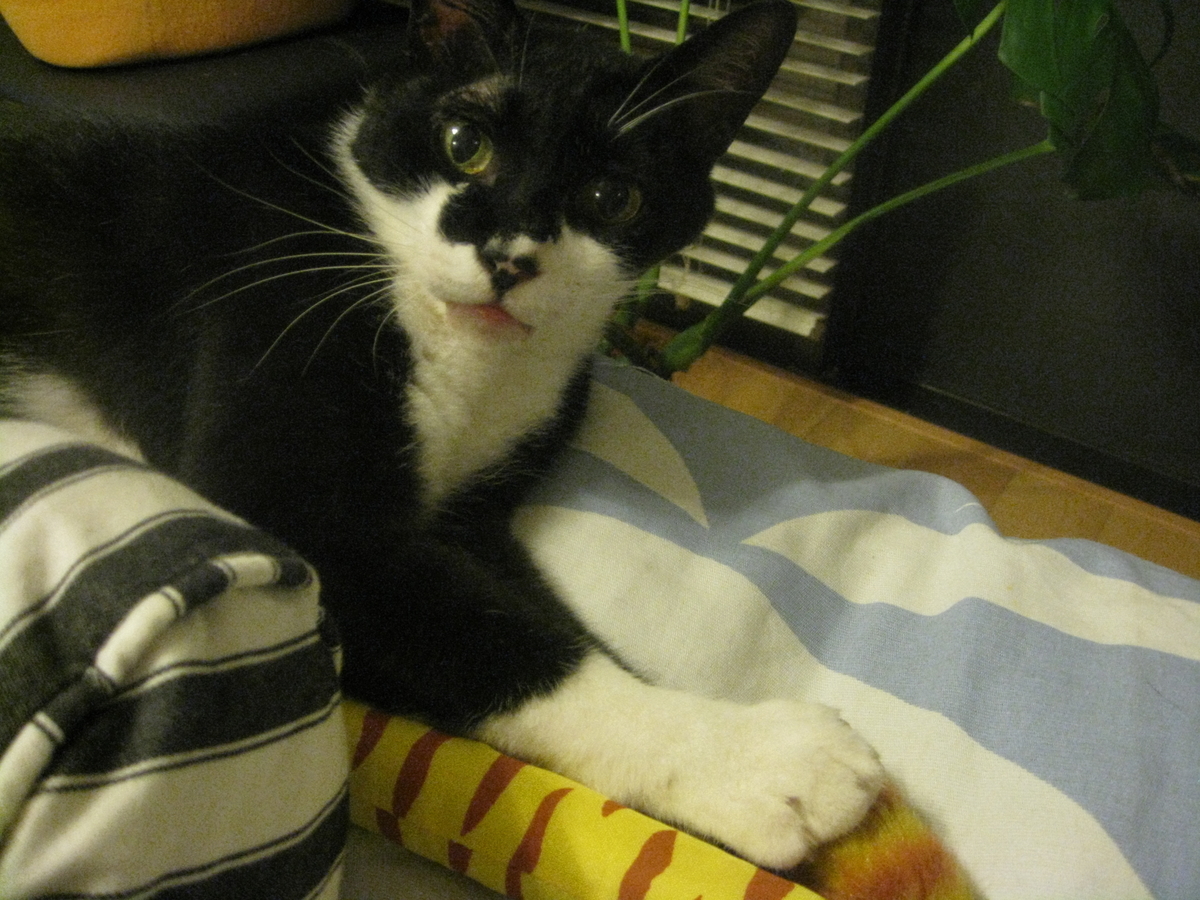 f:id:happynyanko1:20201009163302j:plain