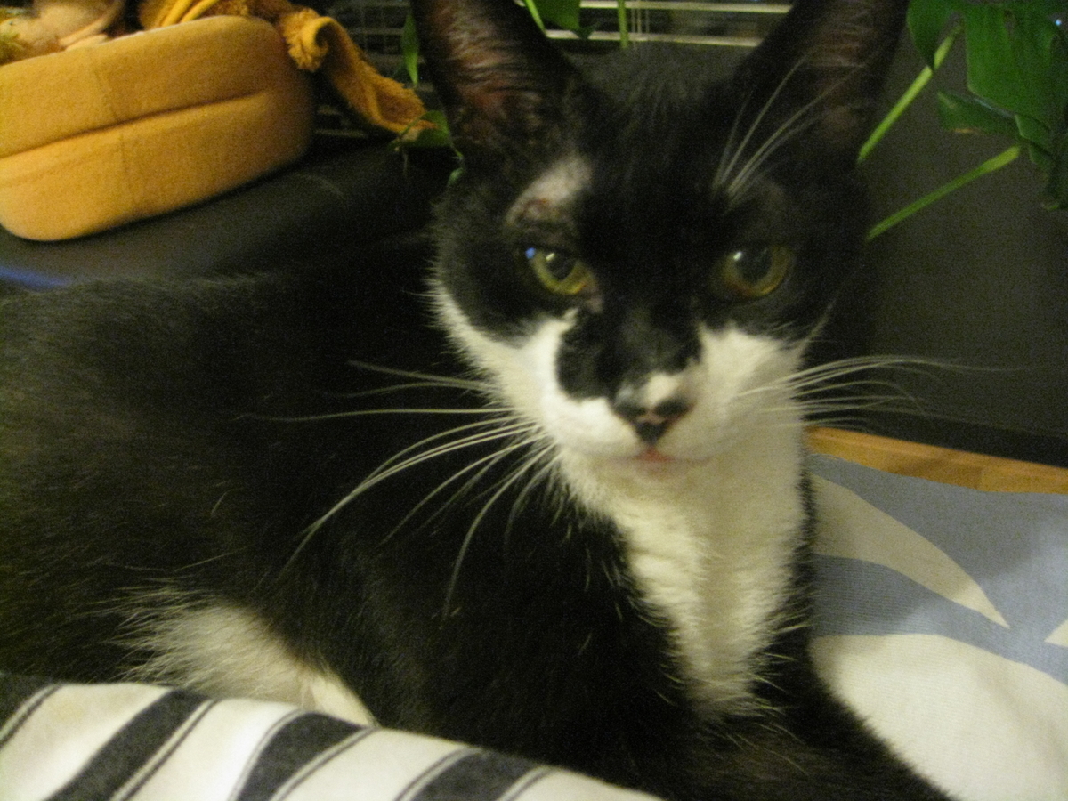 f:id:happynyanko1:20201009163322j:plain