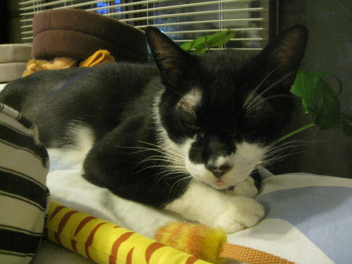 f:id:happynyanko1:20201009163343j:plain