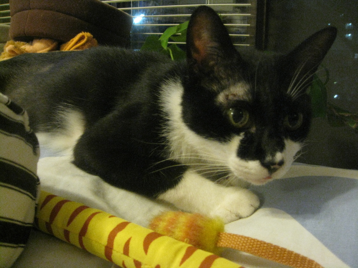 f:id:happynyanko1:20201009163405j:plain