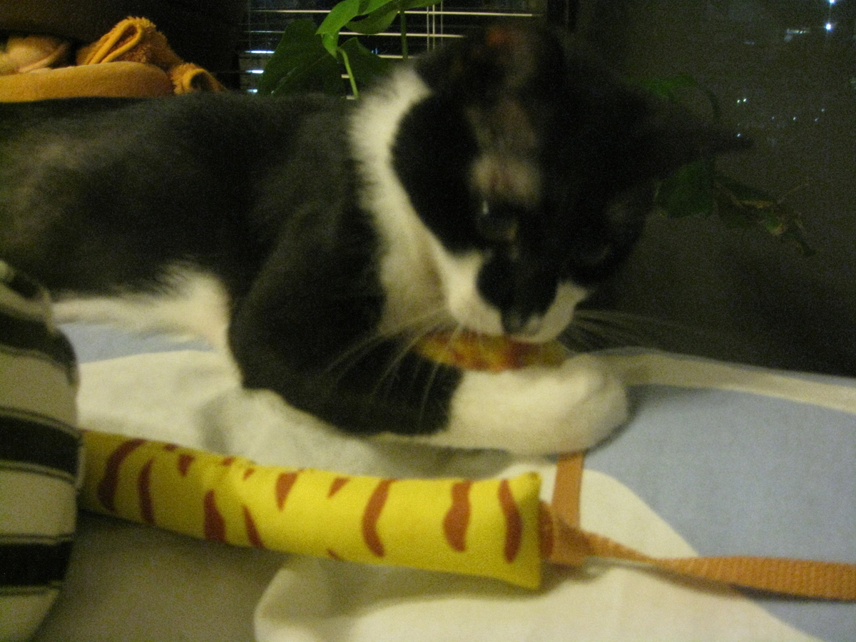 f:id:happynyanko1:20201009163453j:plain