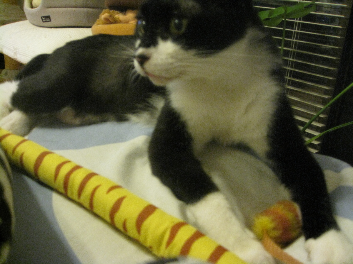 f:id:happynyanko1:20201009163514j:plain