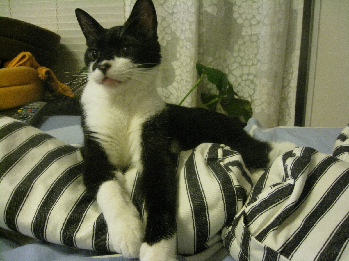 f:id:happynyanko1:20201009221104j:plain