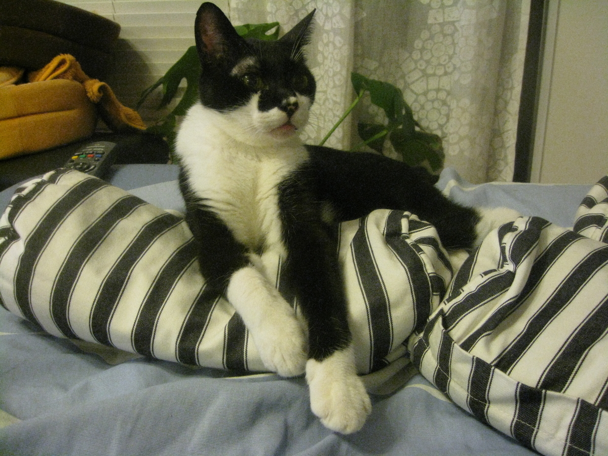 f:id:happynyanko1:20201009221154j:plain