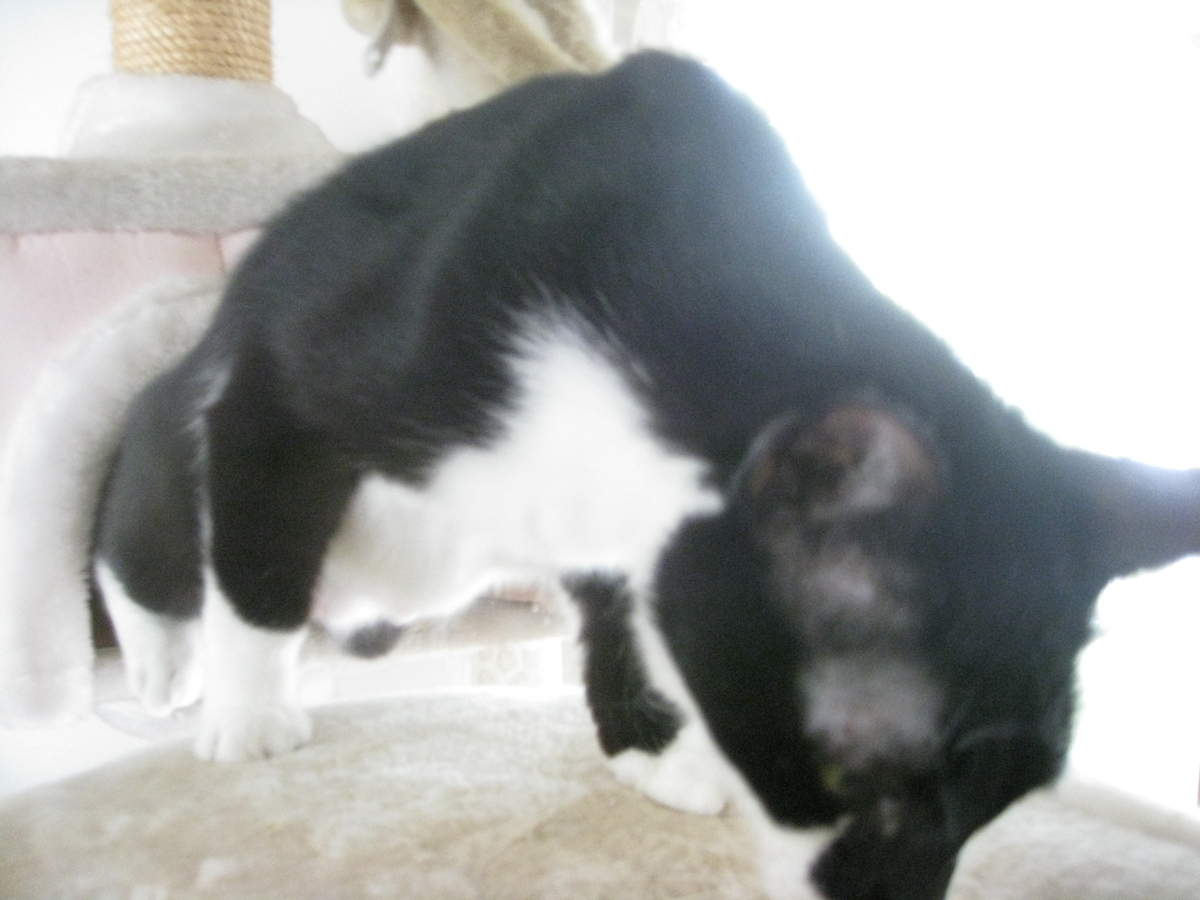 f:id:happynyanko1:20201009221556j:plain