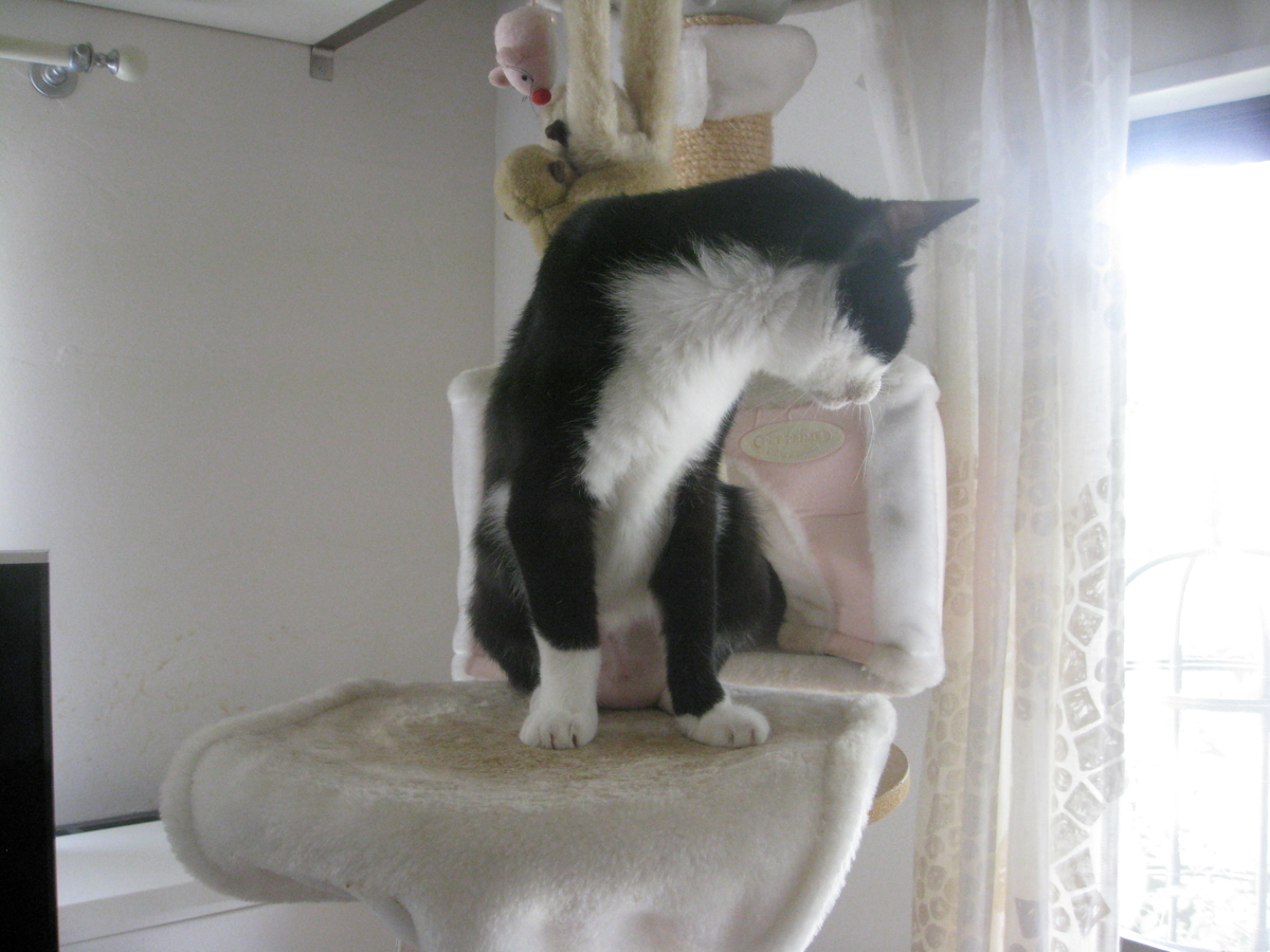 f:id:happynyanko1:20201009221640j:plain