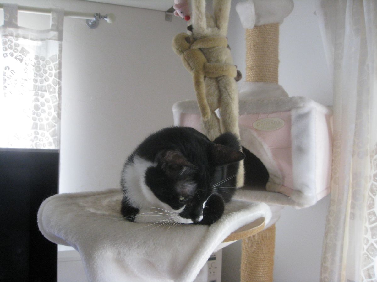 f:id:happynyanko1:20201009221717j:plain