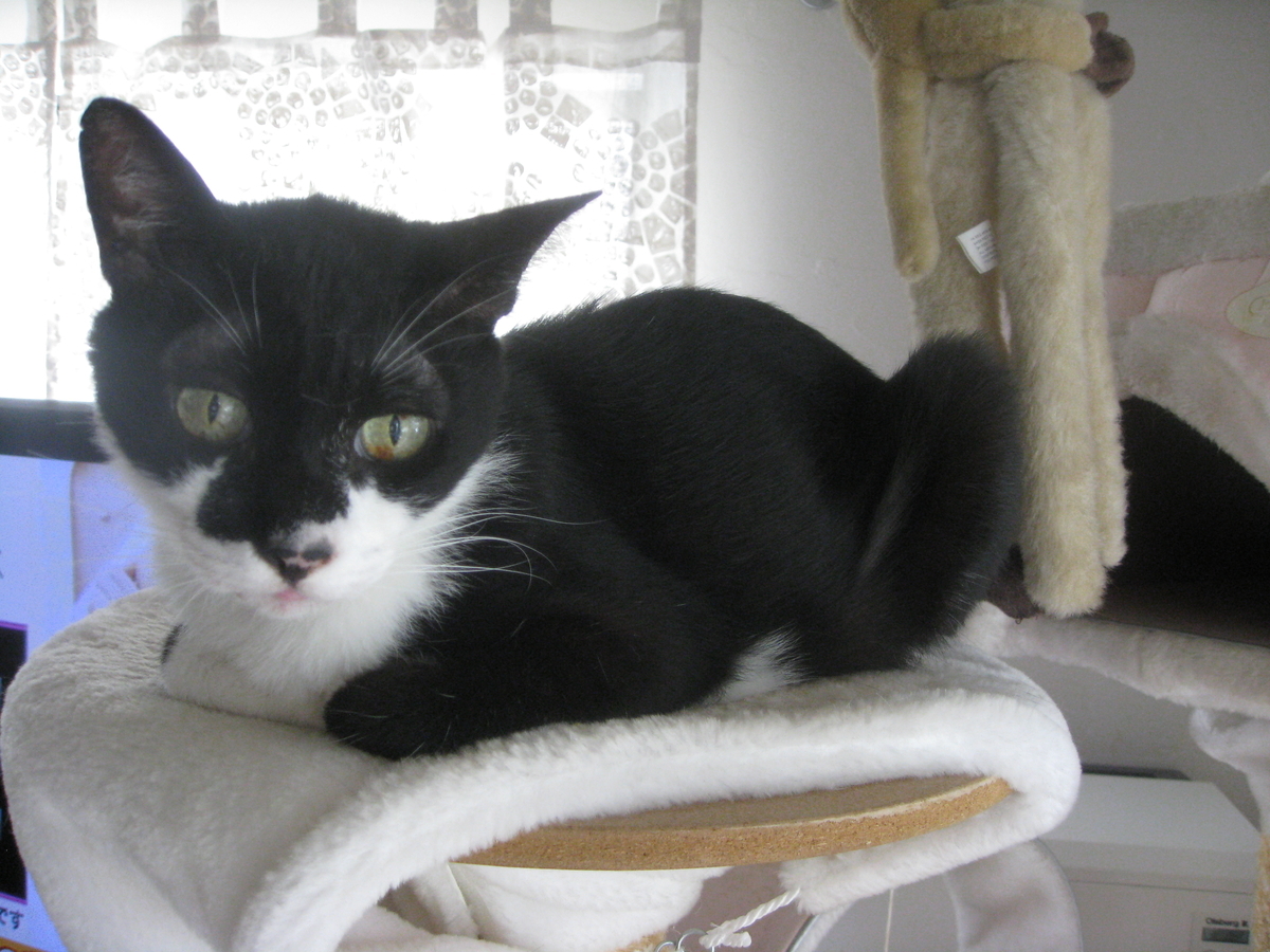 f:id:happynyanko1:20201009222235j:plain