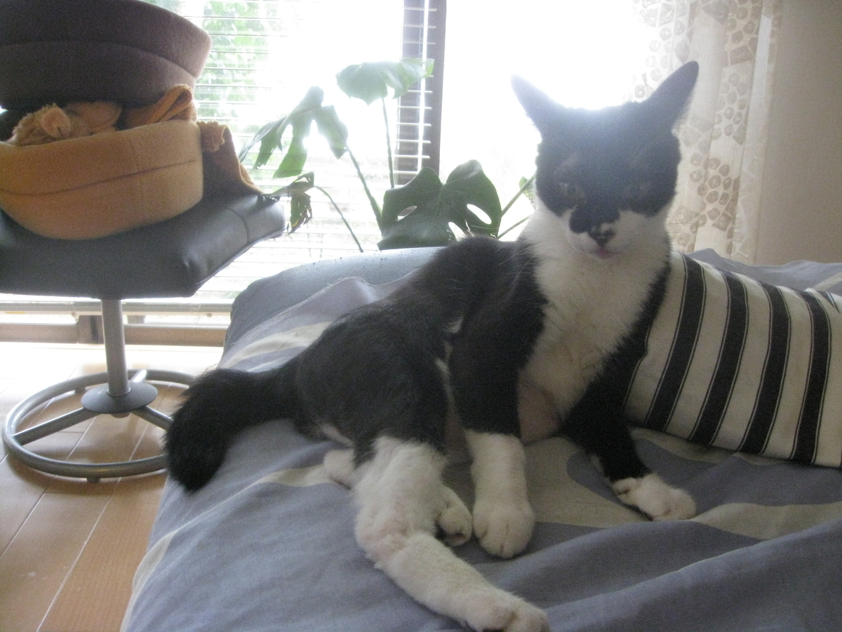 f:id:happynyanko1:20201009222326j:plain