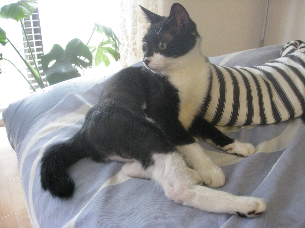 f:id:happynyanko1:20201009222506j:plain