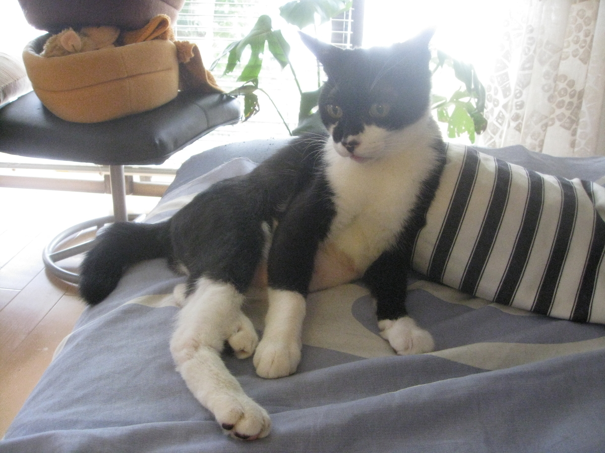 f:id:happynyanko1:20201009222534j:plain