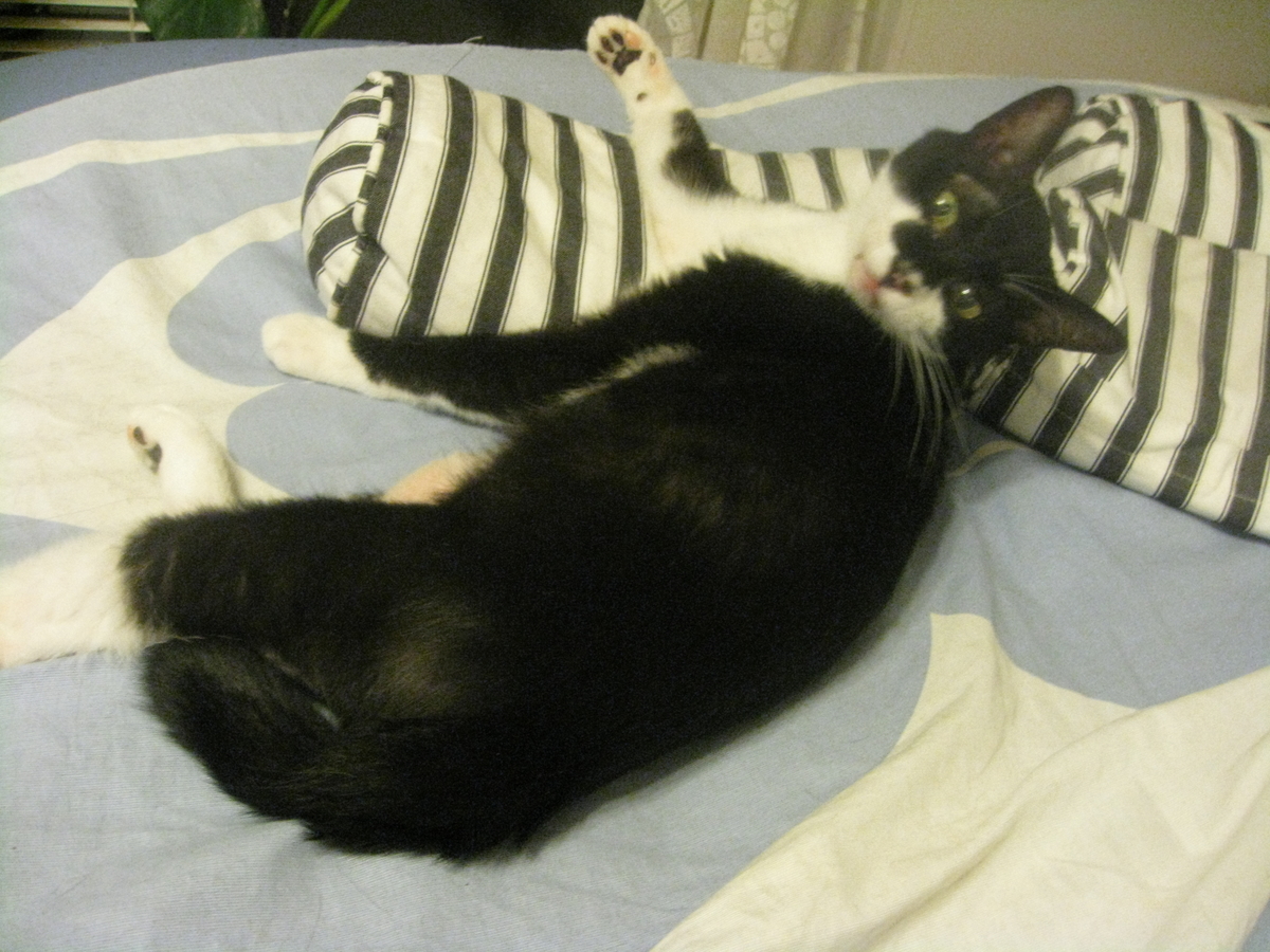 f:id:happynyanko1:20201009222647j:plain