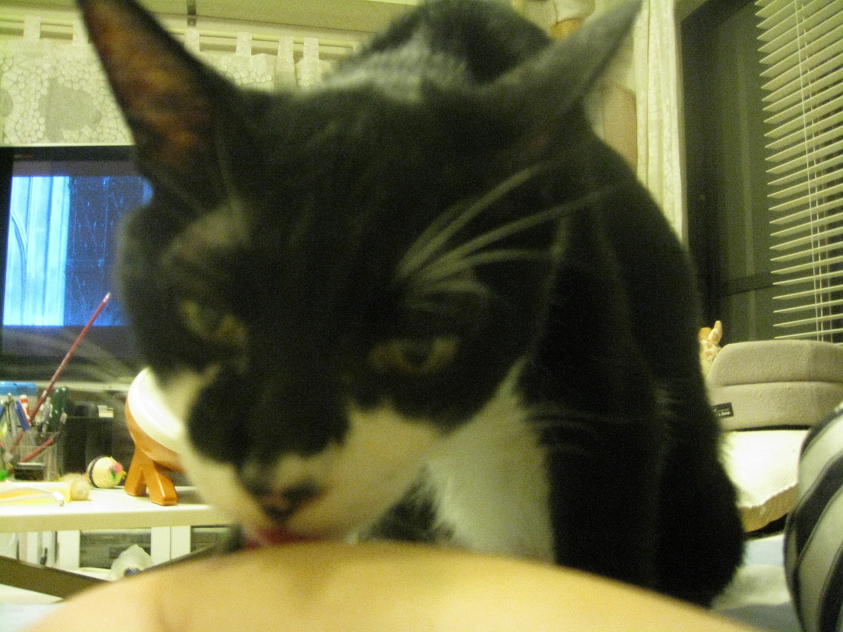 f:id:happynyanko1:20201009222721j:plain