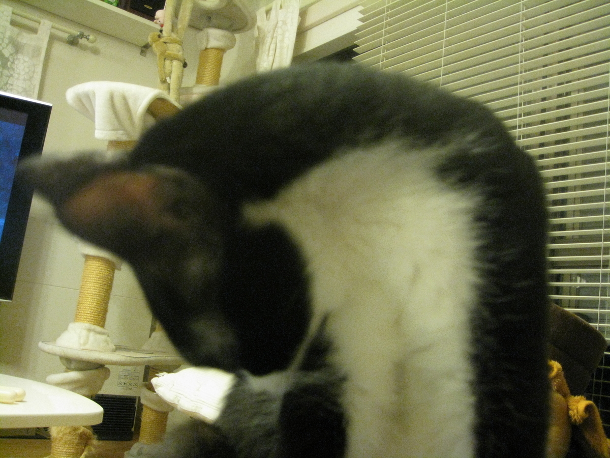 f:id:happynyanko1:20201009222929j:plain