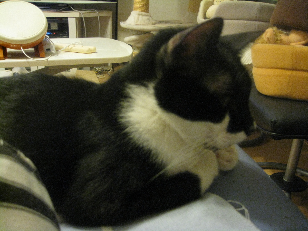 f:id:happynyanko1:20201009222957j:plain