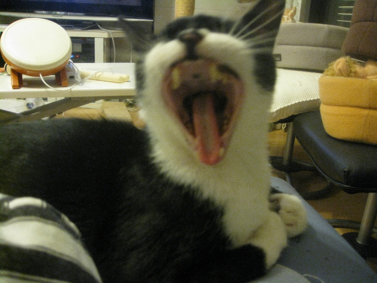 f:id:happynyanko1:20201009223025j:plain