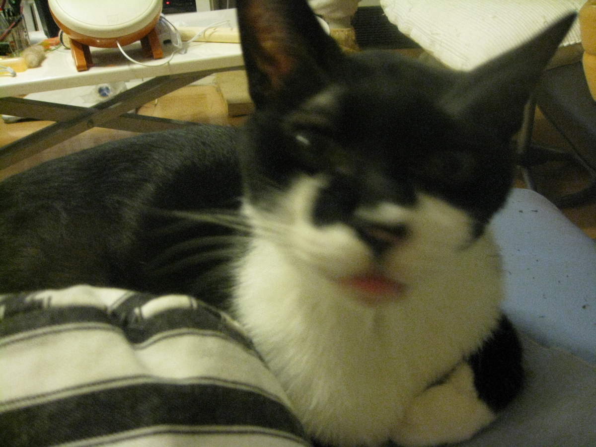 f:id:happynyanko1:20201009223049j:plain