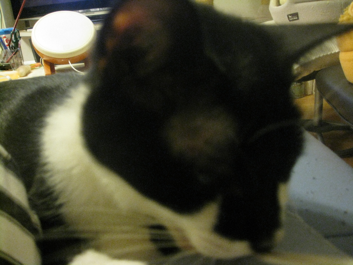 f:id:happynyanko1:20201009223153j:plain