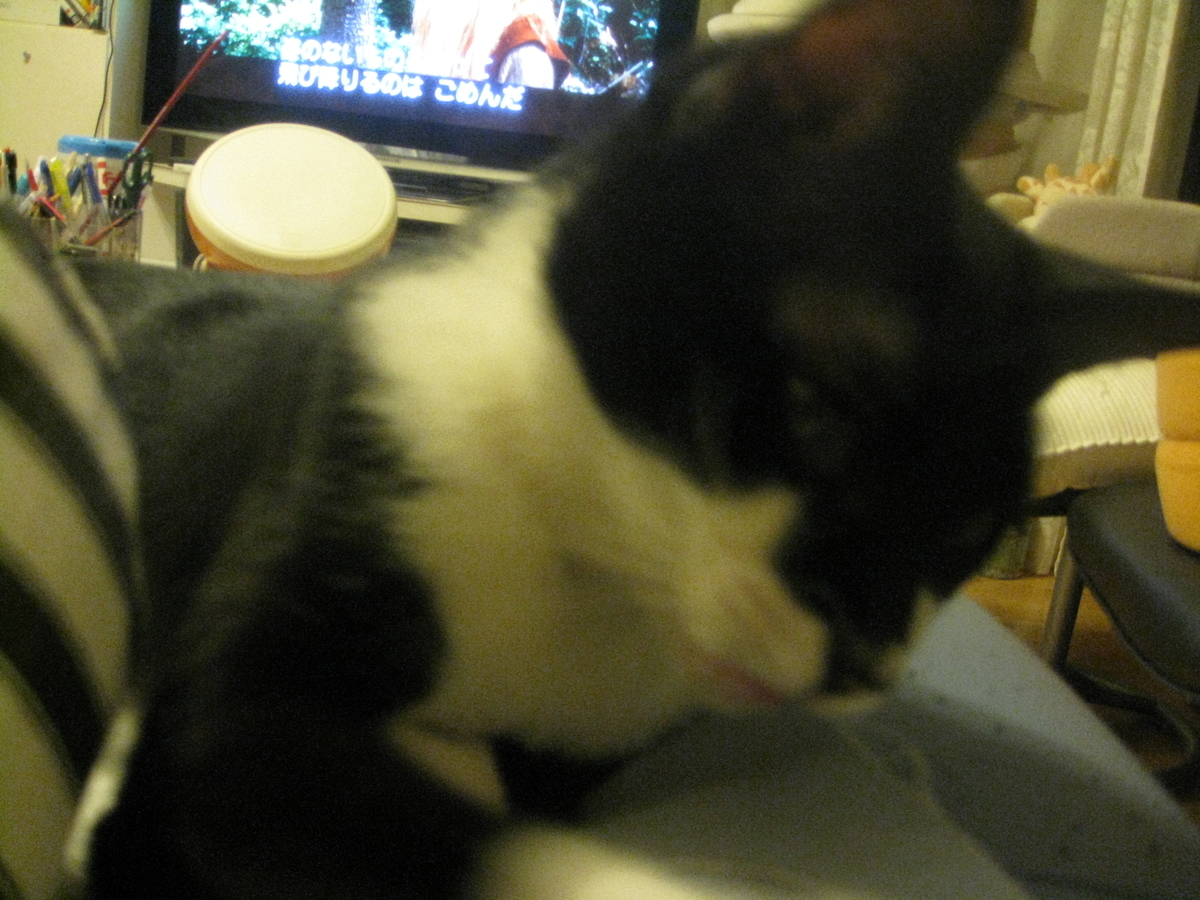 f:id:happynyanko1:20201009223219j:plain