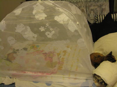 f:id:happynyanko1:20201010170435j:plain