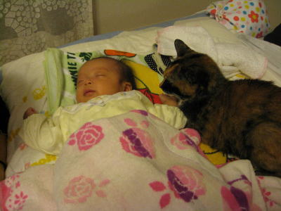 f:id:happynyanko1:20201010170500j:plain