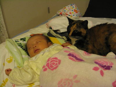f:id:happynyanko1:20201010170520j:plain