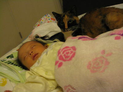 f:id:happynyanko1:20201010170739j:plain