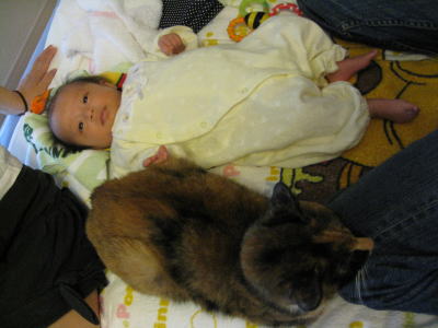 f:id:happynyanko1:20201010170847j:plain