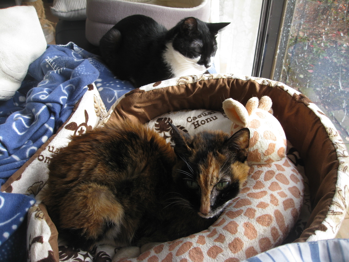 f:id:happynyanko1:20201010182230j:plain
