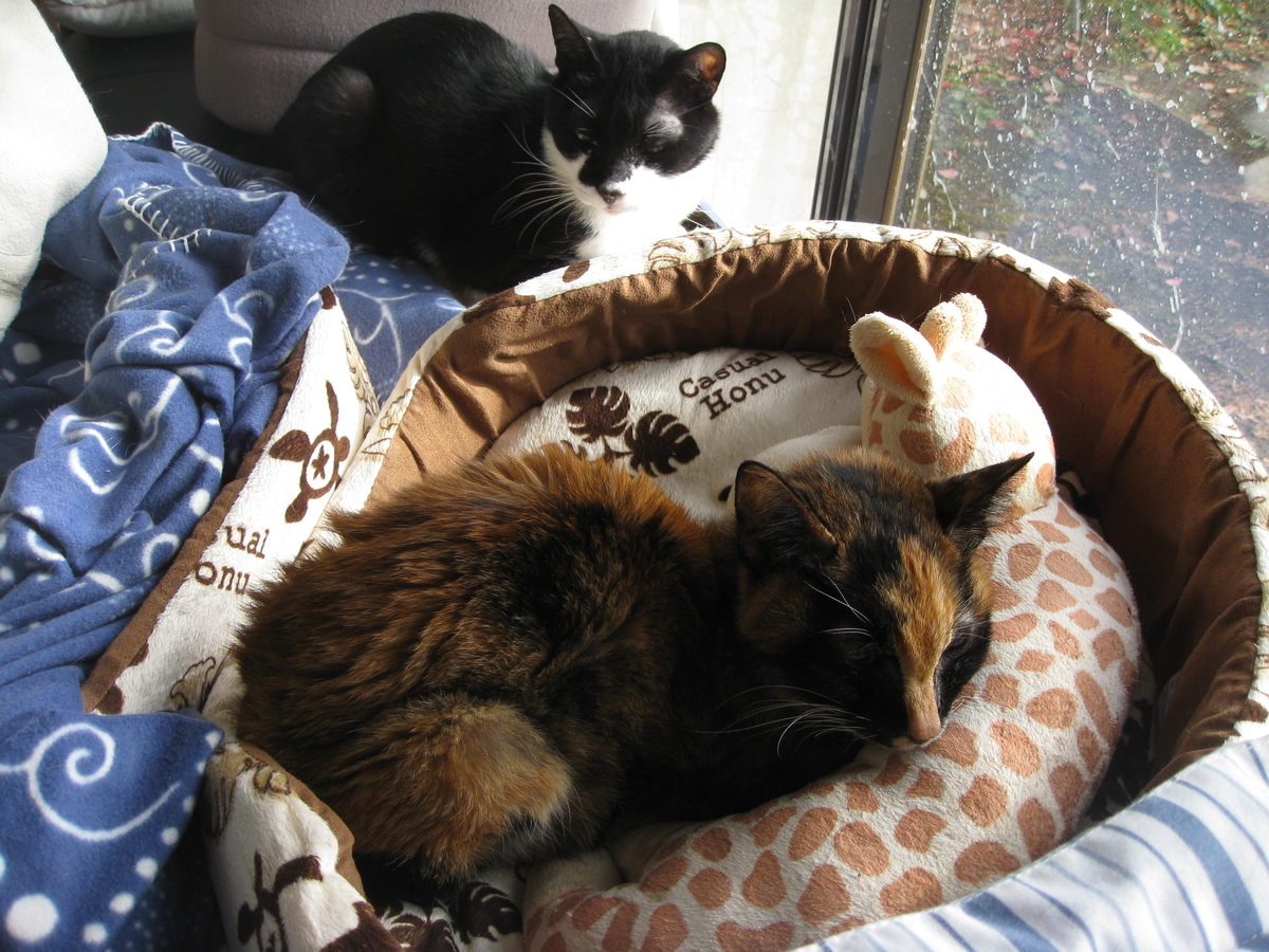 f:id:happynyanko1:20201010182258j:plain