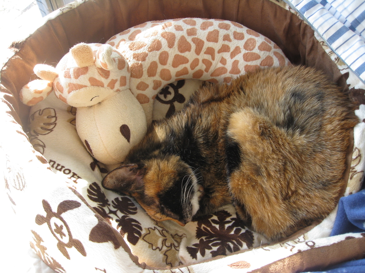 f:id:happynyanko1:20201010182343j:plain