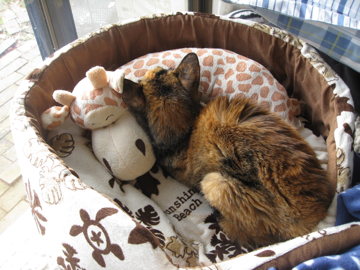 f:id:happynyanko1:20201010184431j:plain