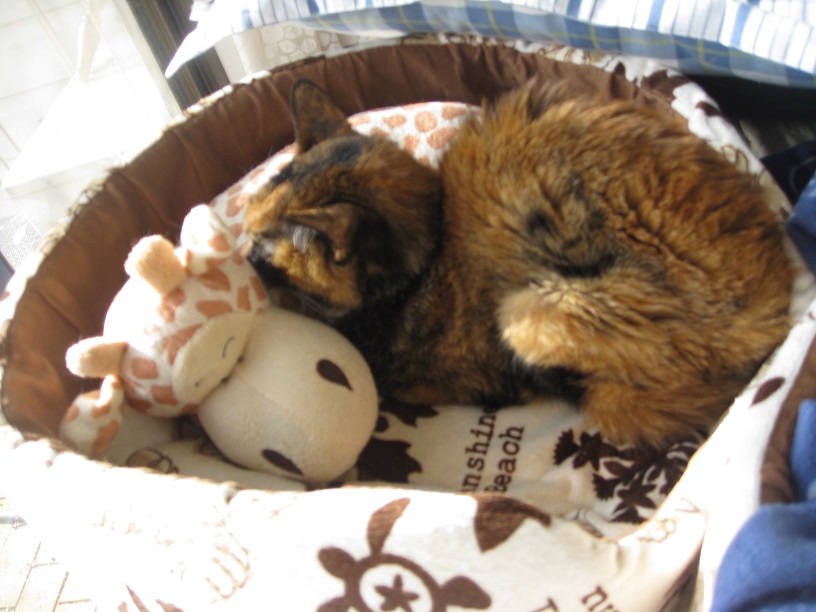 f:id:happynyanko1:20201010184501j:plain