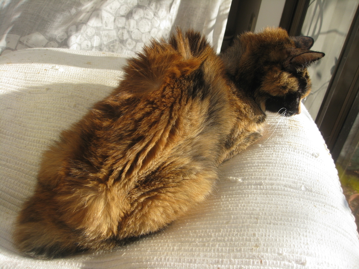 f:id:happynyanko1:20201010190221j:plain