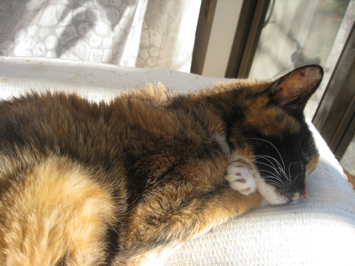 f:id:happynyanko1:20201010192243j:plain