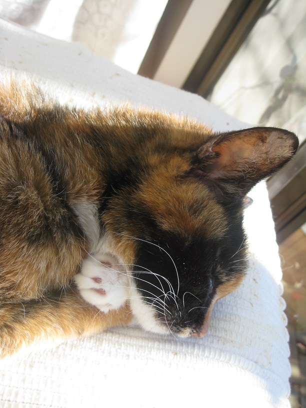 f:id:happynyanko1:20201010192502j:plain