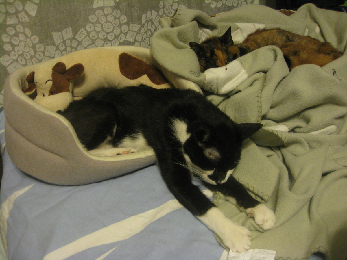 f:id:happynyanko1:20201010193023j:plain
