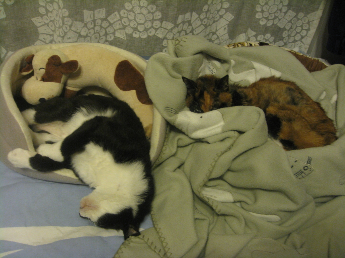 f:id:happynyanko1:20201010193229j:plain