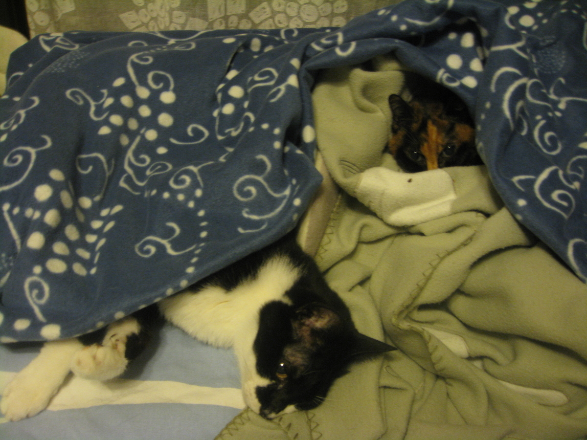 f:id:happynyanko1:20201010193325j:plain
