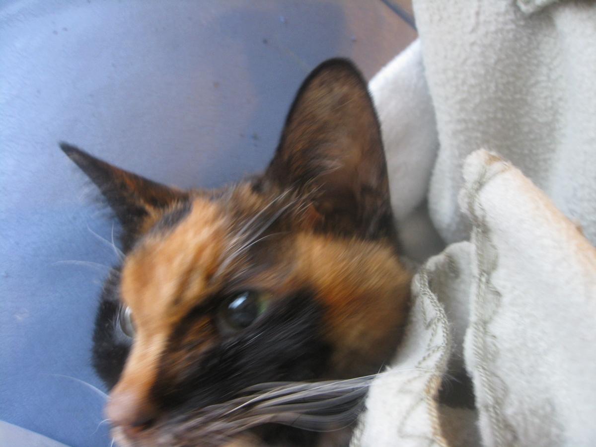 f:id:happynyanko1:20201010202318j:plain