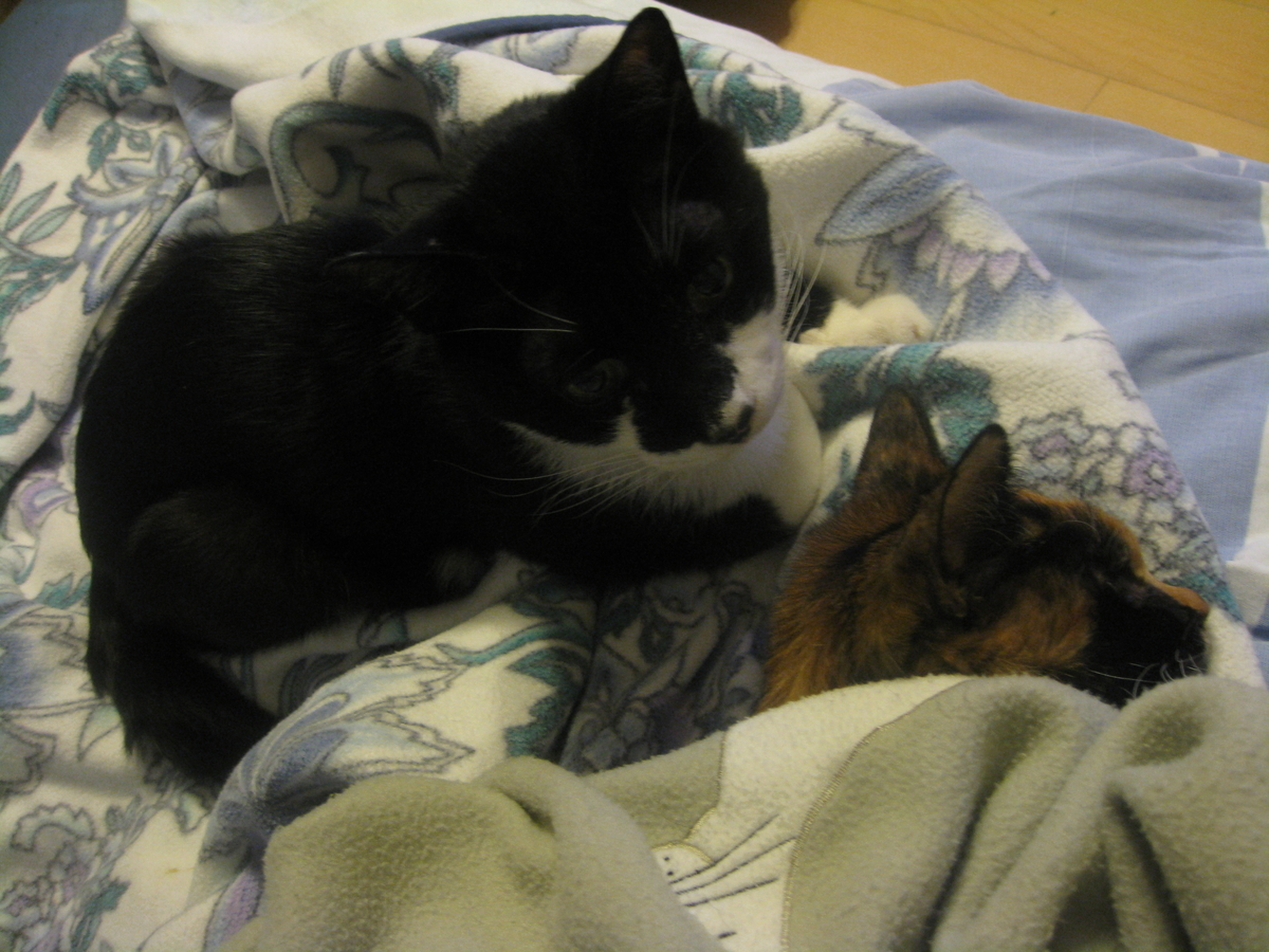 f:id:happynyanko1:20201010202354j:plain