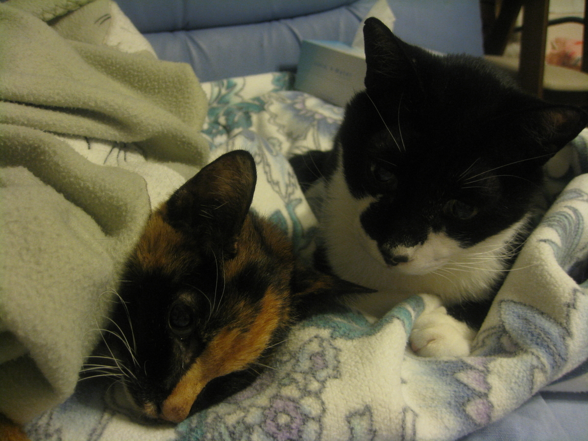 f:id:happynyanko1:20201010202454j:plain