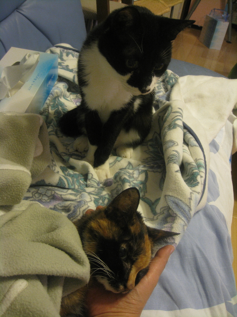 f:id:happynyanko1:20201010202612j:plain