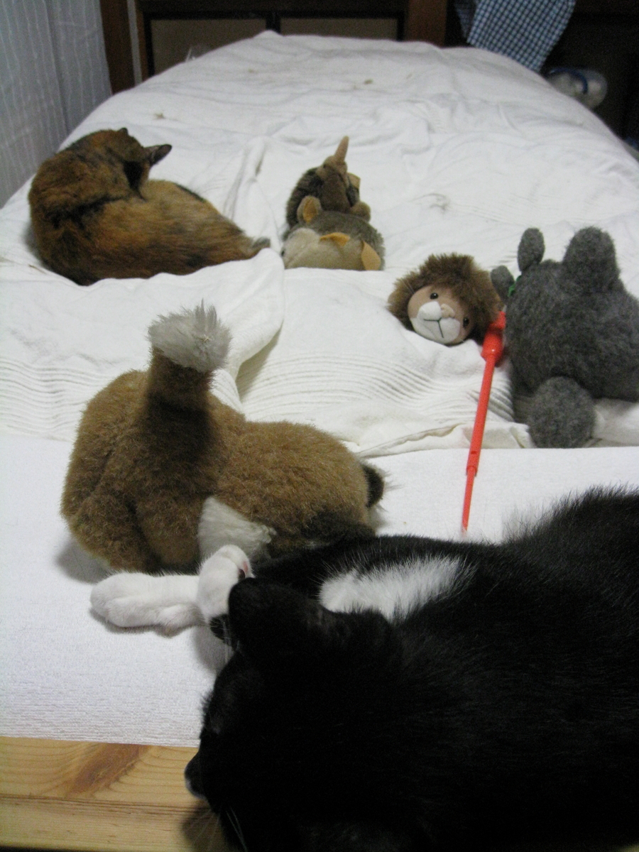 f:id:happynyanko1:20201010222316j:plain